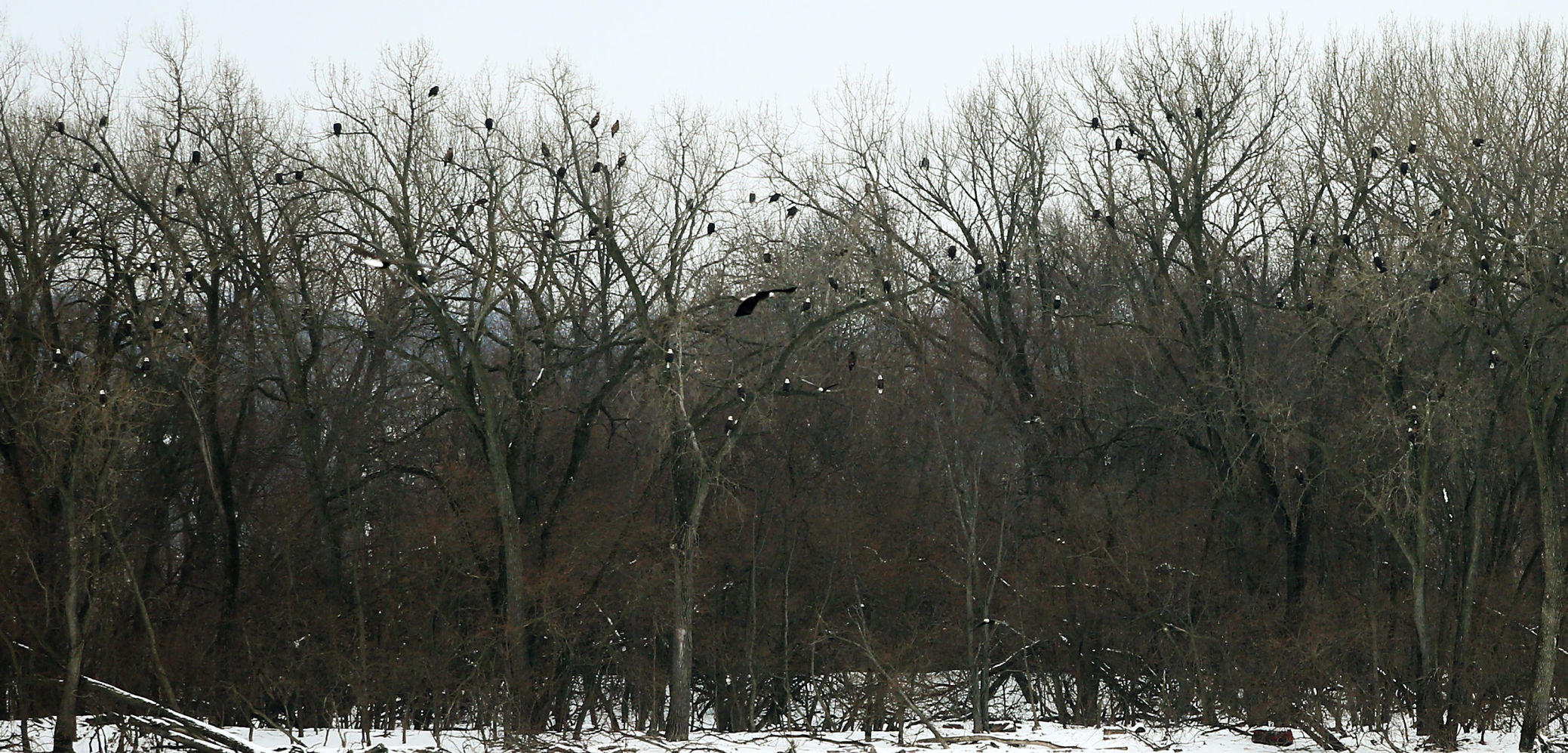 010718-Bald-Eagle-Days-006